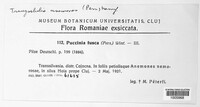 Puccinia fusca image